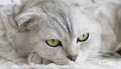 pixiv盘点:内幕3大误区,大V上榜理由异常令人争议四起