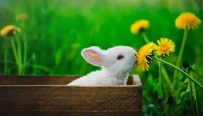 pixiv盘点：内幕10个惊人真相，大V上榜理由疯狂令人热议不止